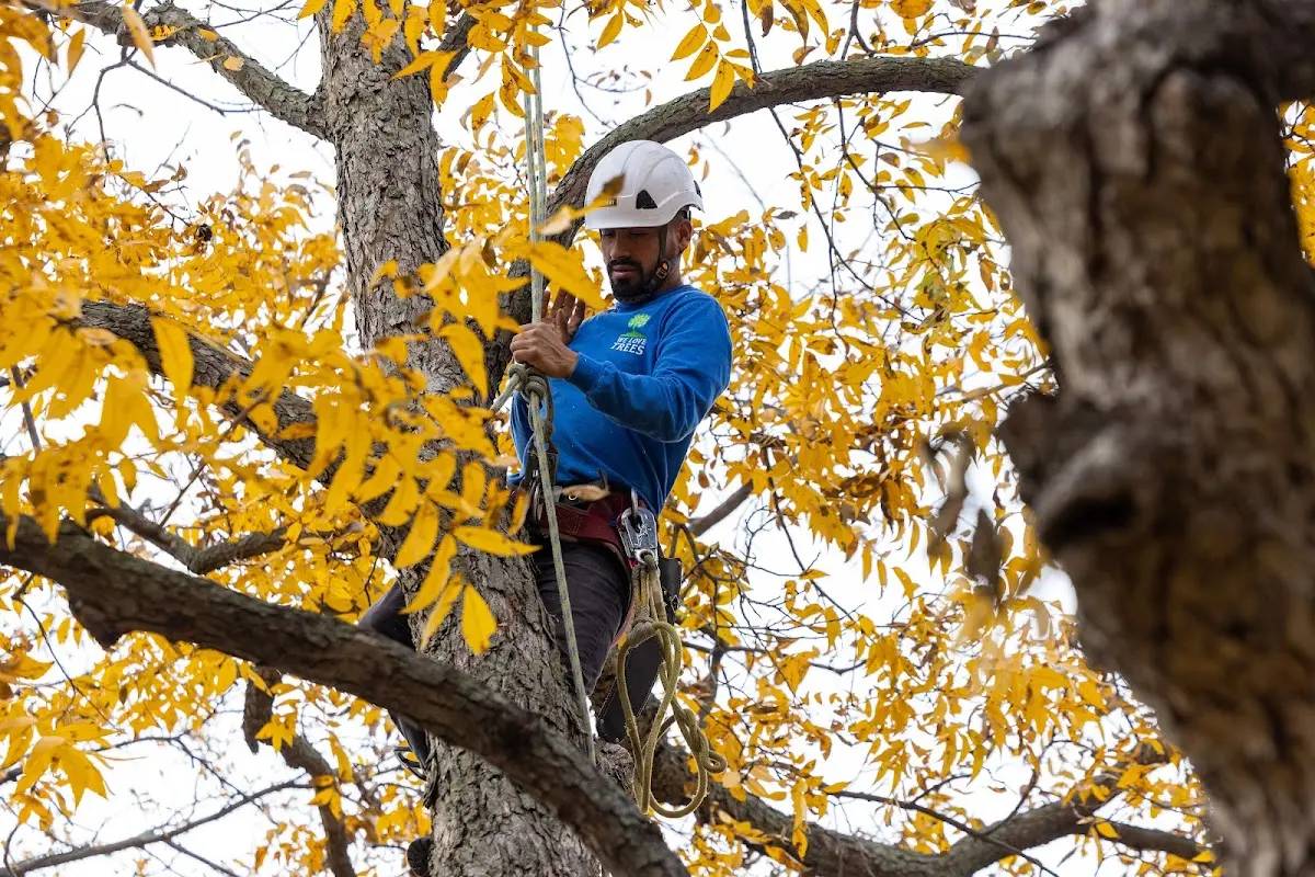 Skilled Tree Trimming crew working in Boles